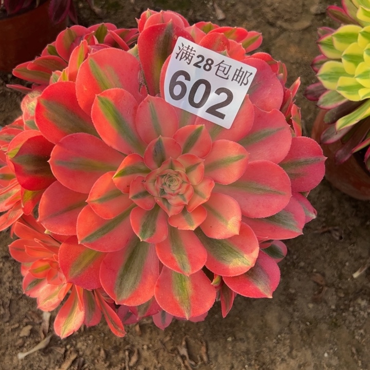 602女巫多肉植物