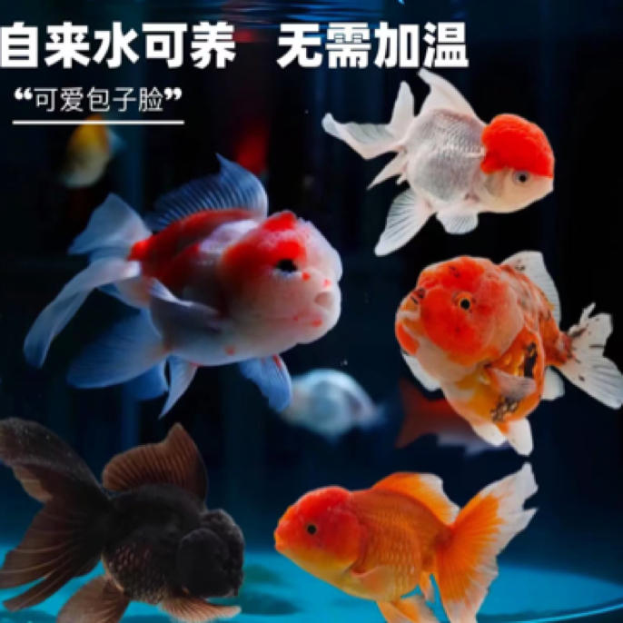 17大条 精品大金鱼6-8公分 全国包邮 颜色随机发