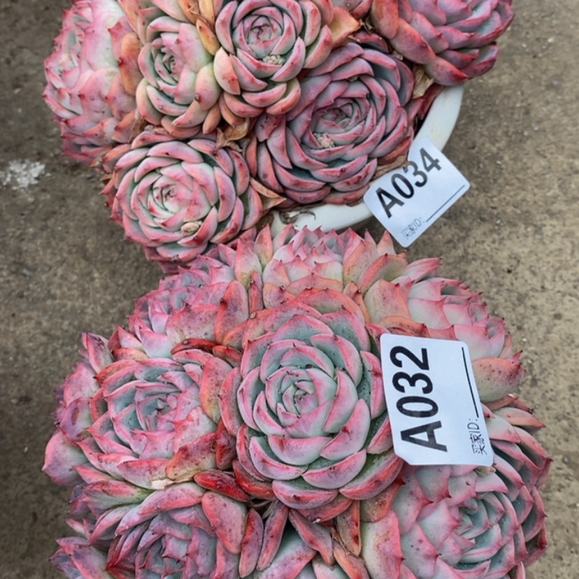 【闪购商品】E*a多肉植物