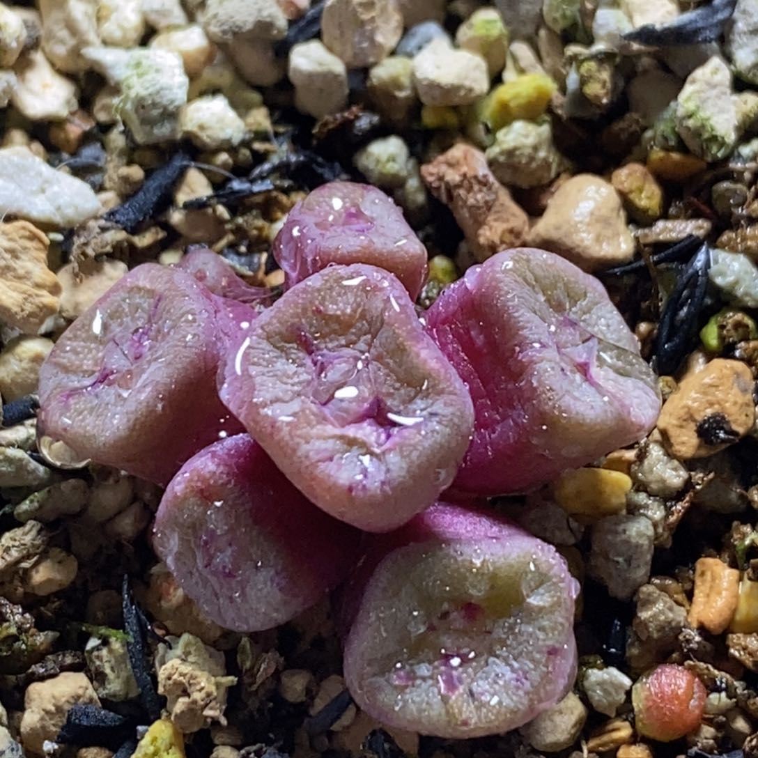 好看好看的紫罗兰