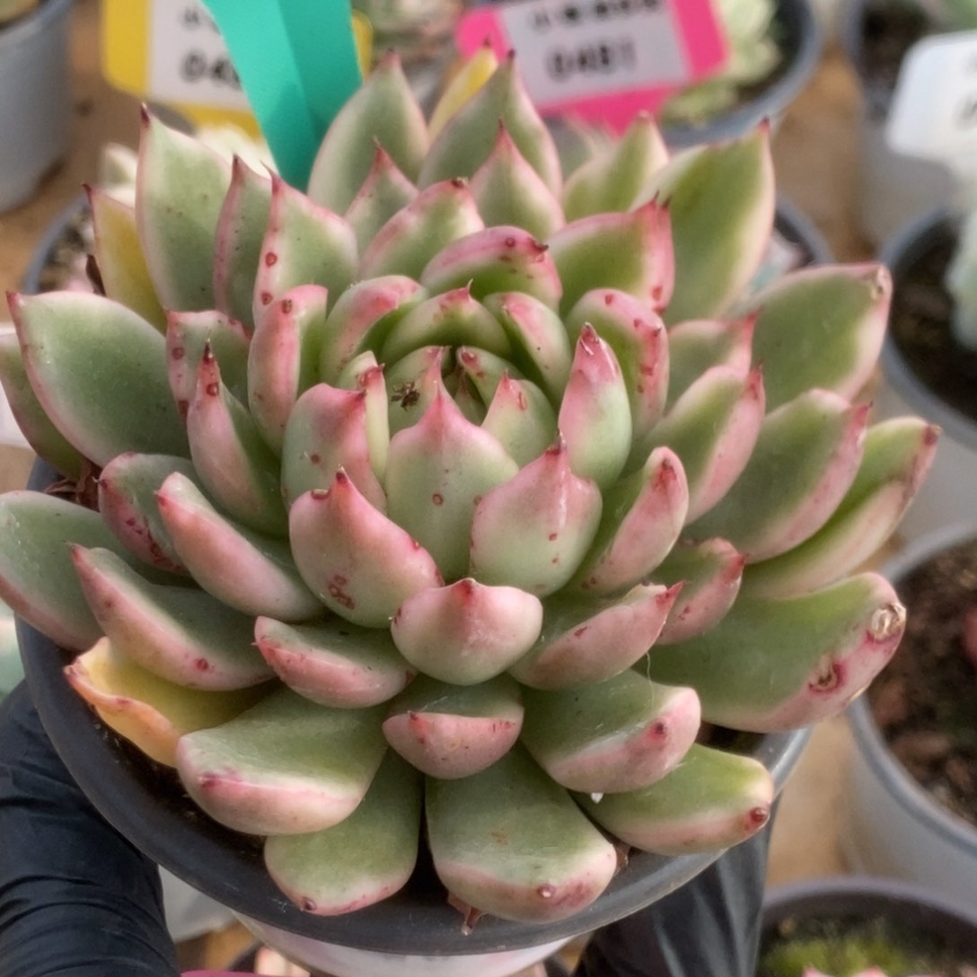 578落燕锦锦锦锦锦