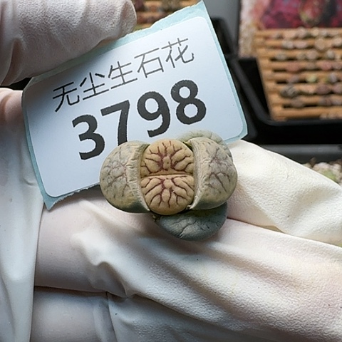 3798，线招福脱土发货