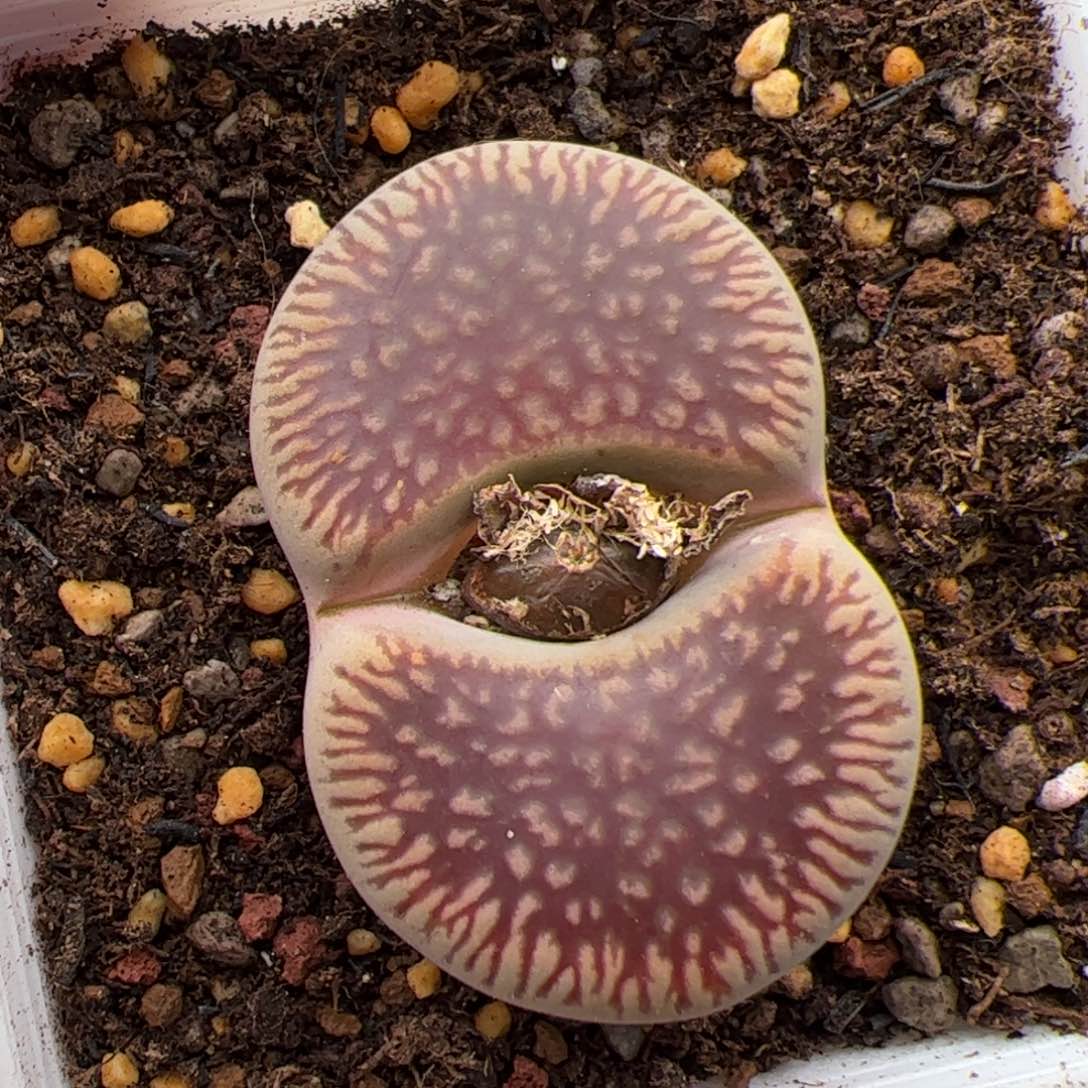 0212号红光阳 多肉植物