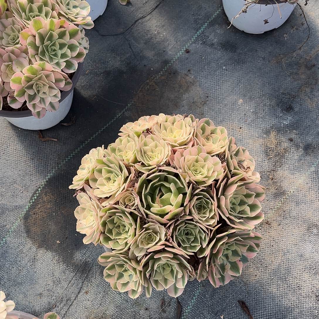 粉女巫粉女巫女巫