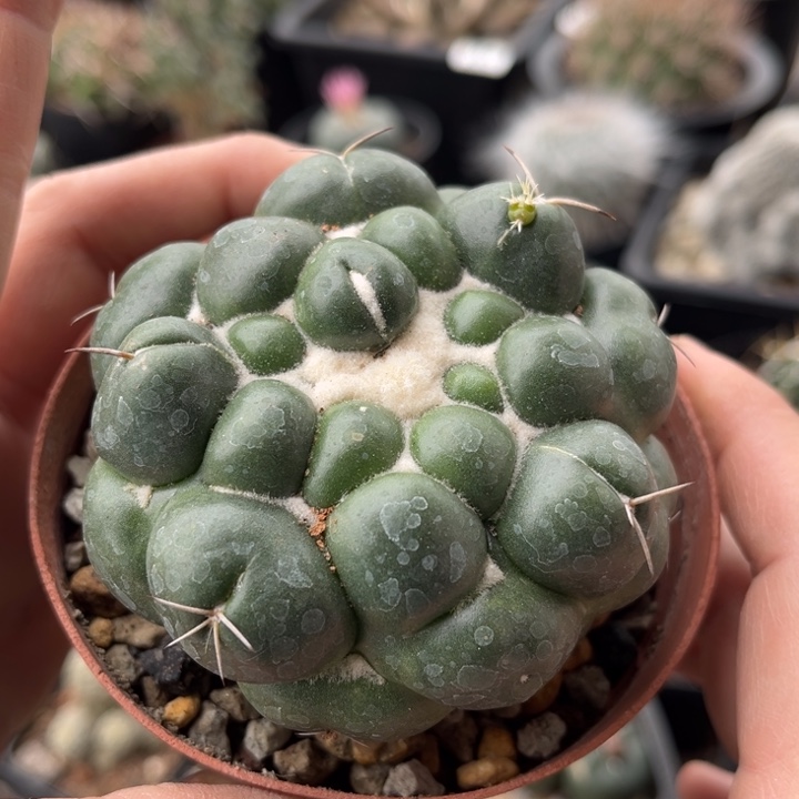 仙人球一物一拍自根