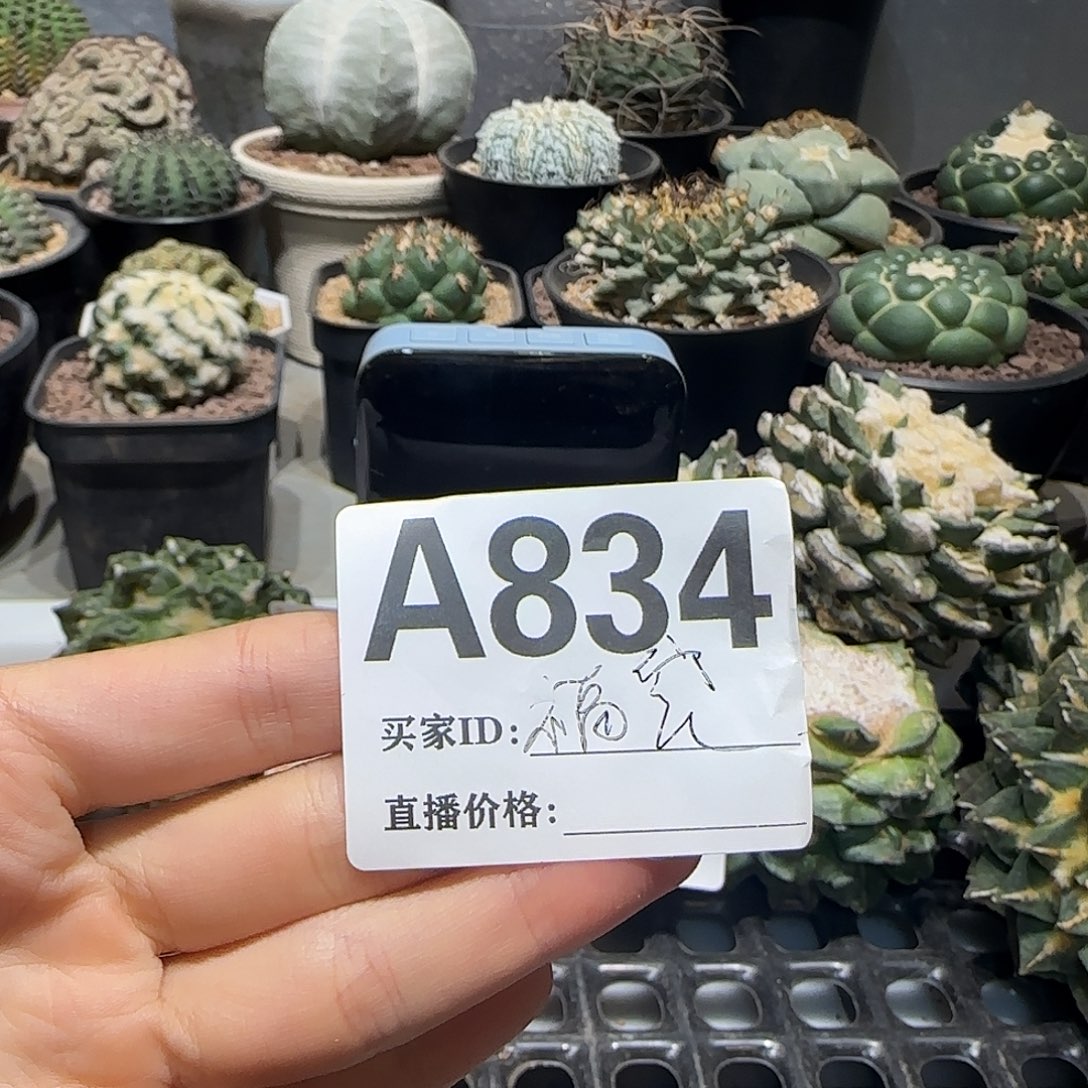 晚****实生仙人球特价一颗