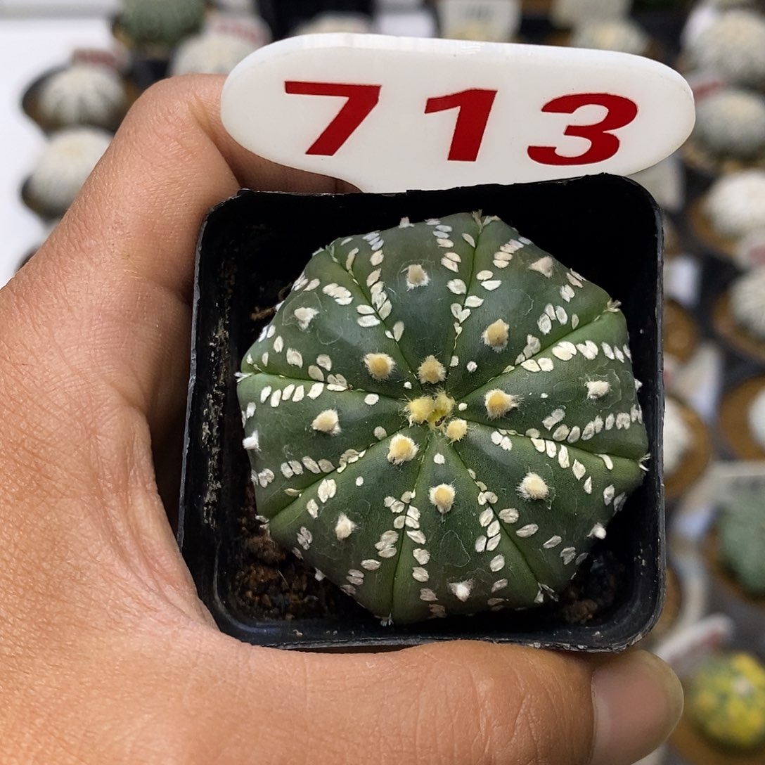 713福利特价来了哦吼吼