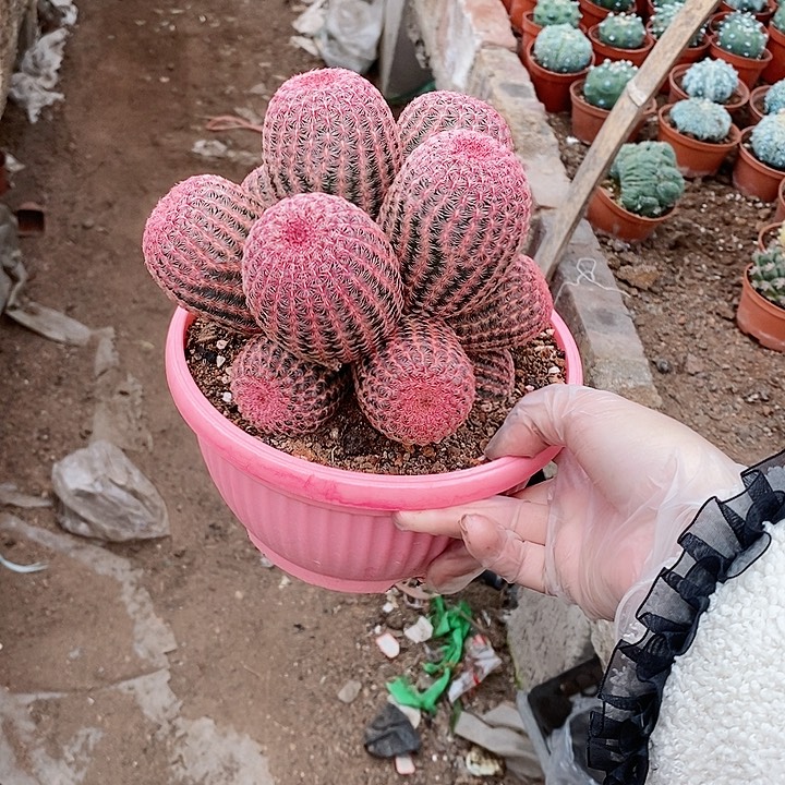 【闪购商品】红太阳13头