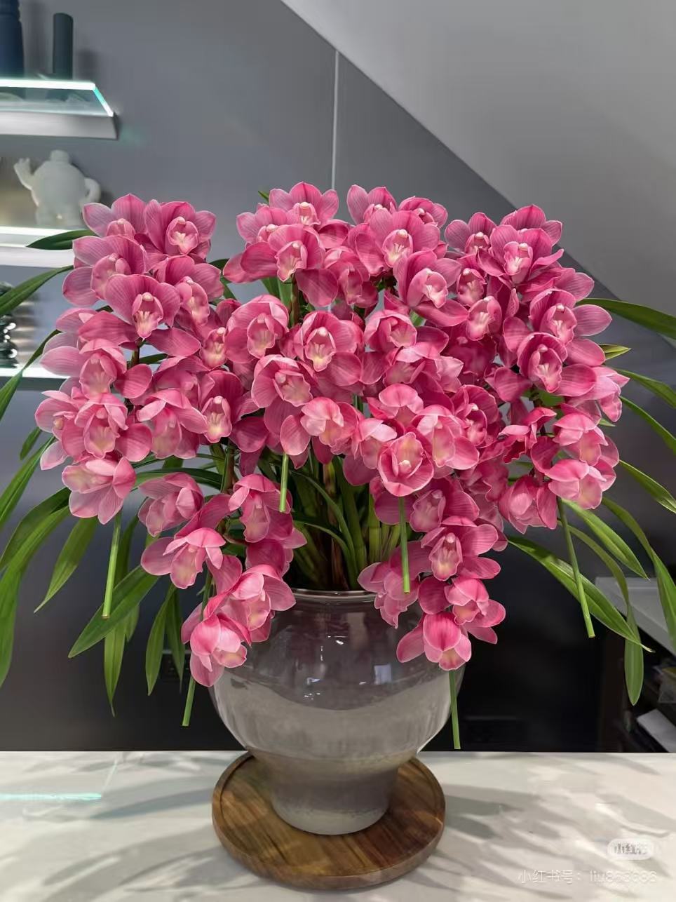 【绣球】直兰  带花剑大花蕙兰高端名贵兰花盆栽南北方好养