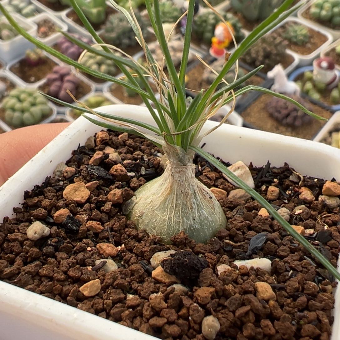 751多肉植物种类多样