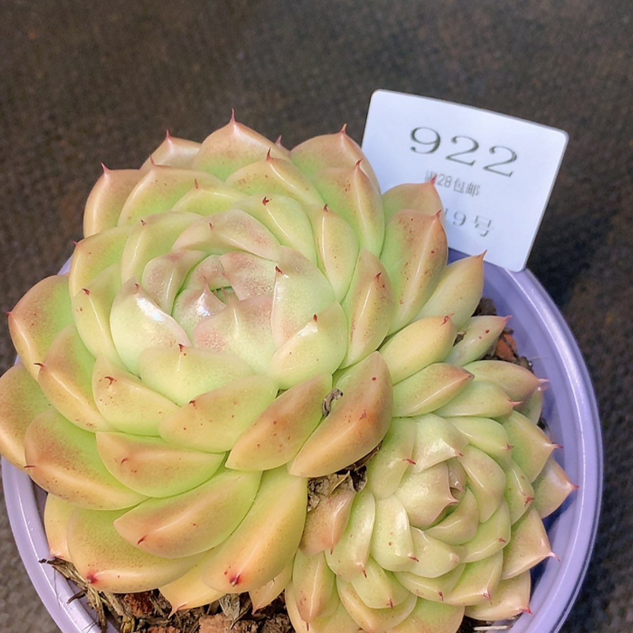 【闪购商品】云922