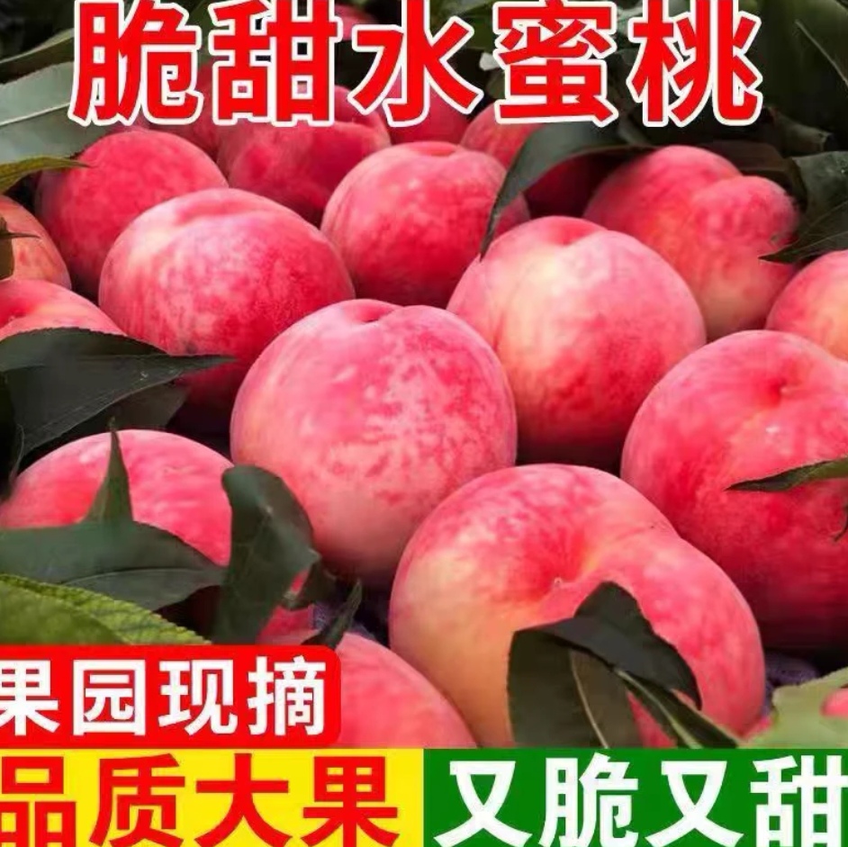 山东蒙阴水蜜桃脆甜多汁