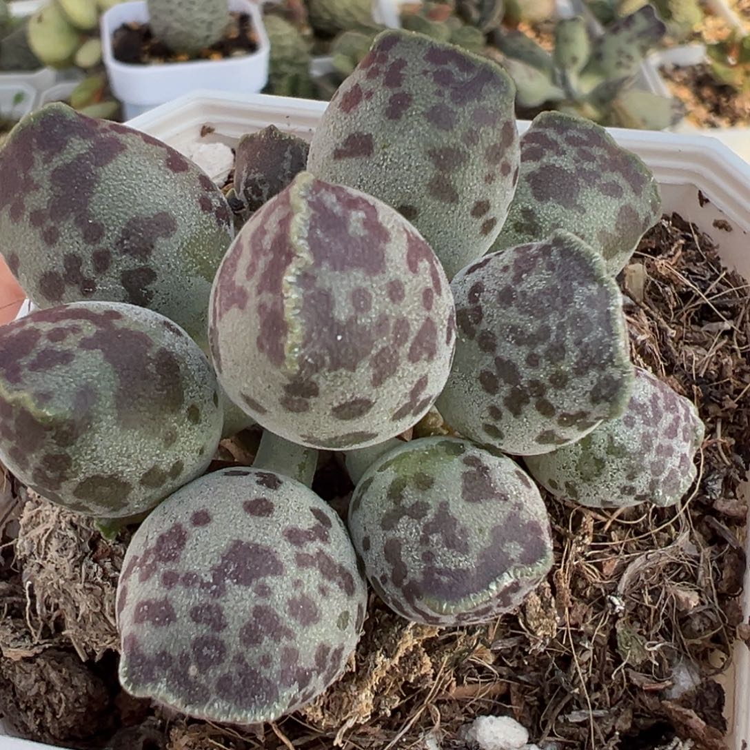 丸叶海豹多头纯木质桩多肉植物