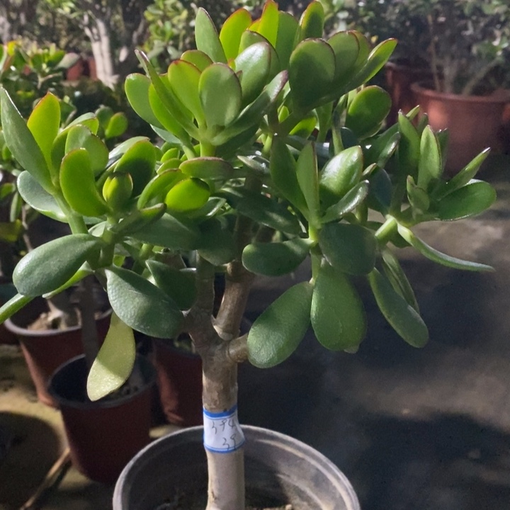 韩国紫叶一物一拍