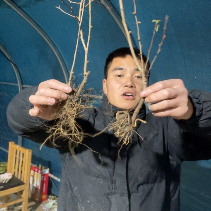 长寿宝海棠花一颗苗
