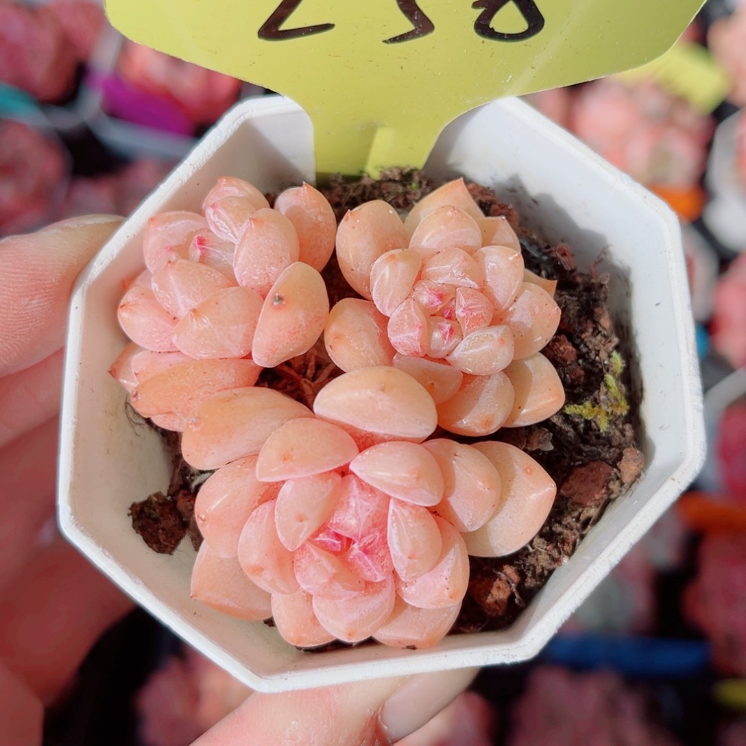 258号小老桩糖心群