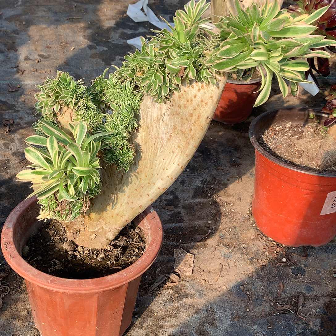 洗完缀化缀化夕颜