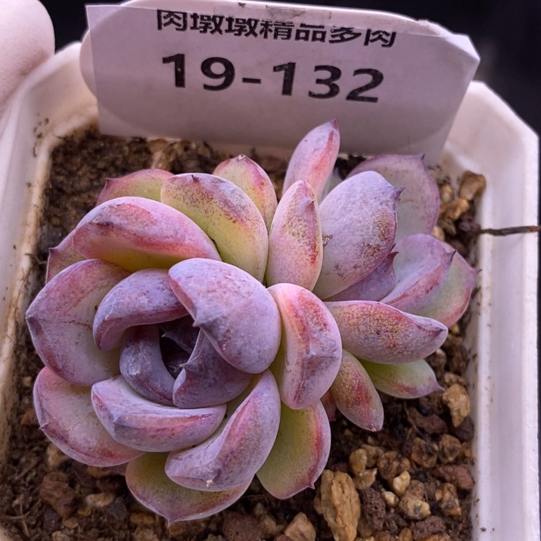 【闪购商品】19-132黑橙