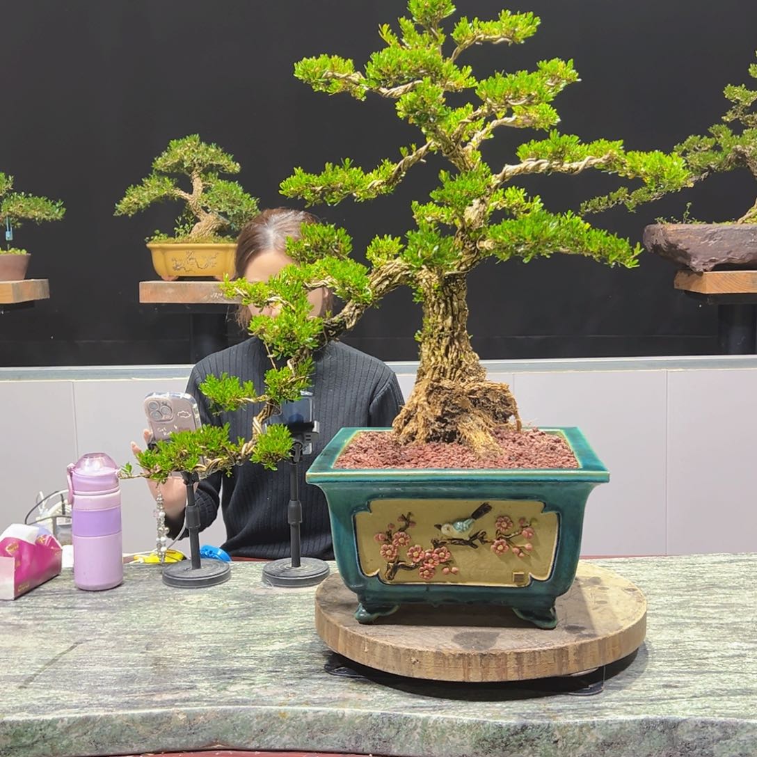 四季常青老桩黄杨盆景