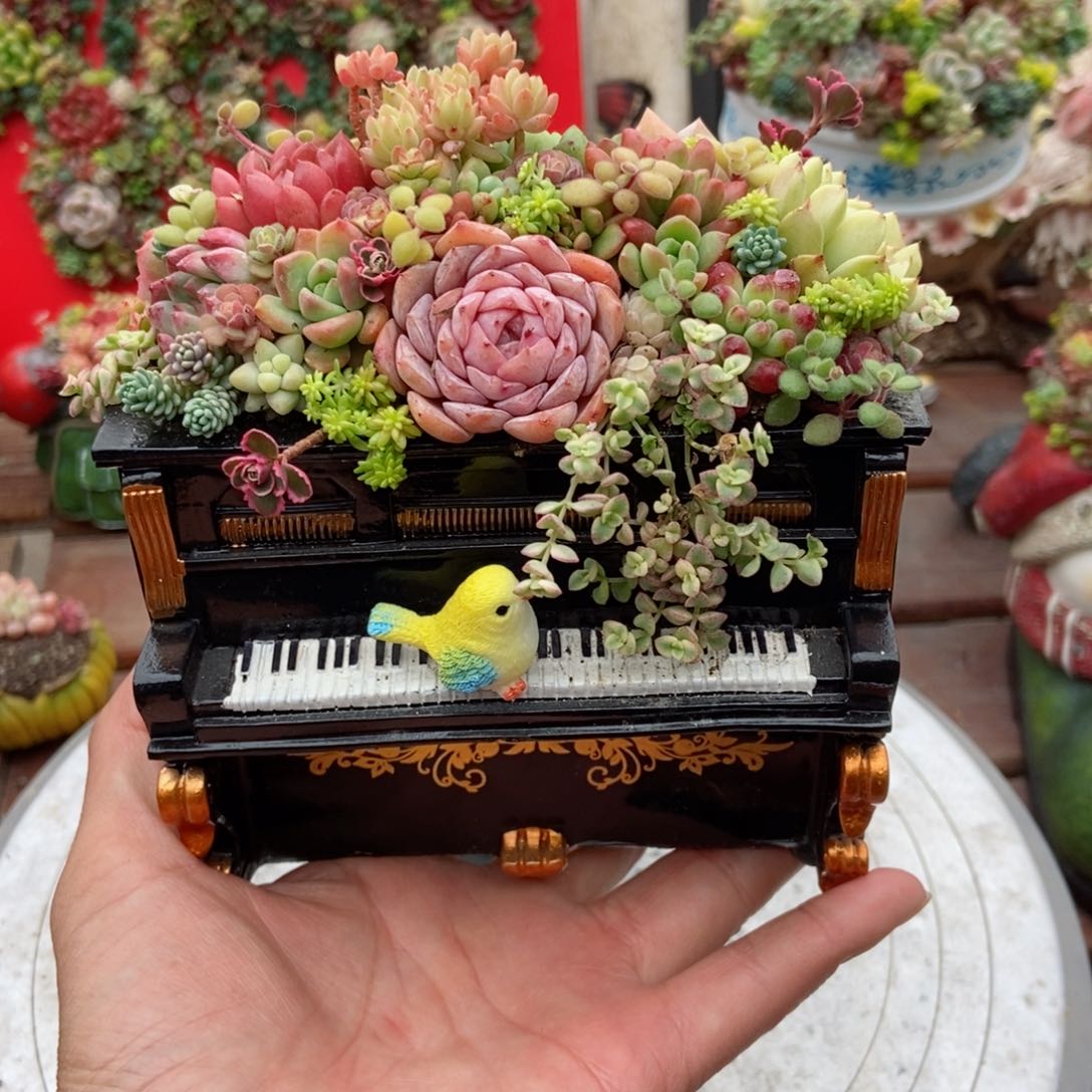 钢琴成品带植物发货