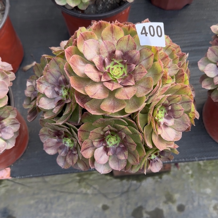 潘***盒多肉植物黑魔400号