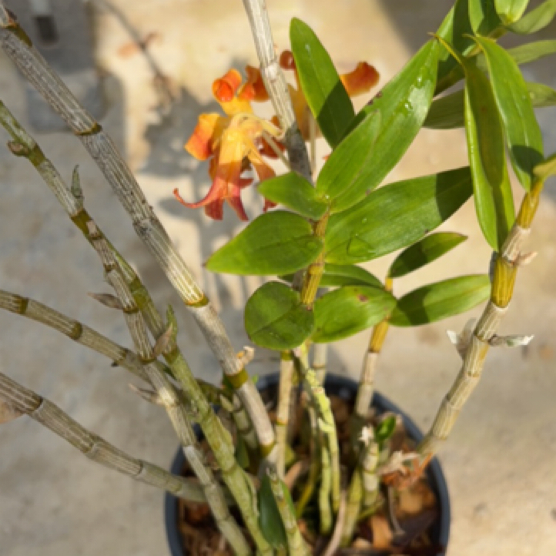 梵净山原种石斛石斛兰好养-