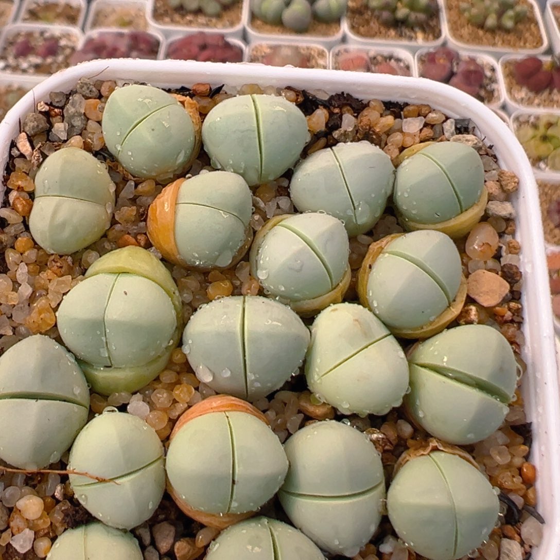 166多肉植物百科知识