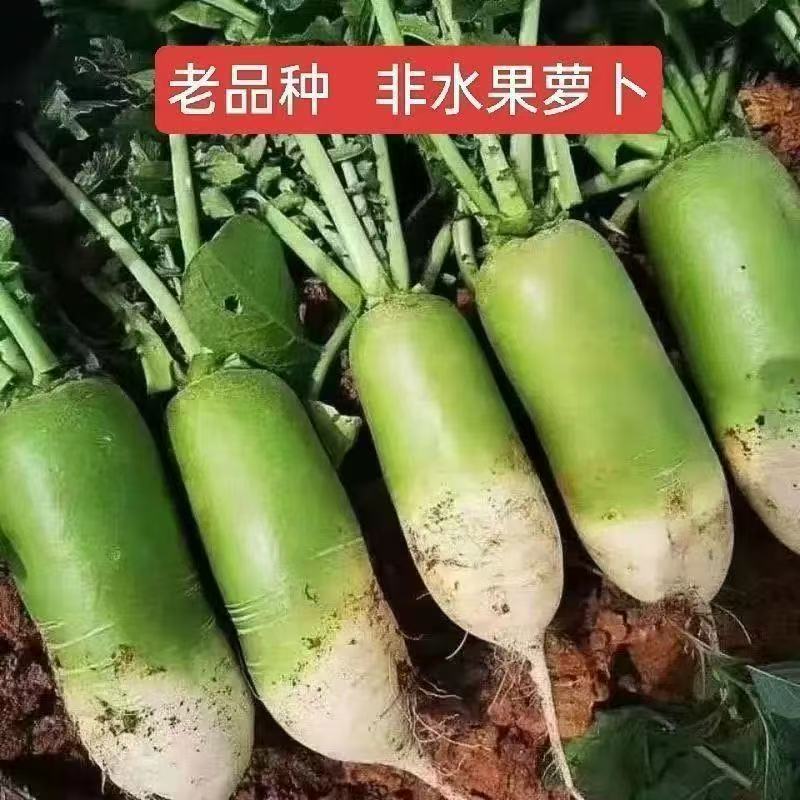  新鲜东北绿皮萝卜、申通包邮