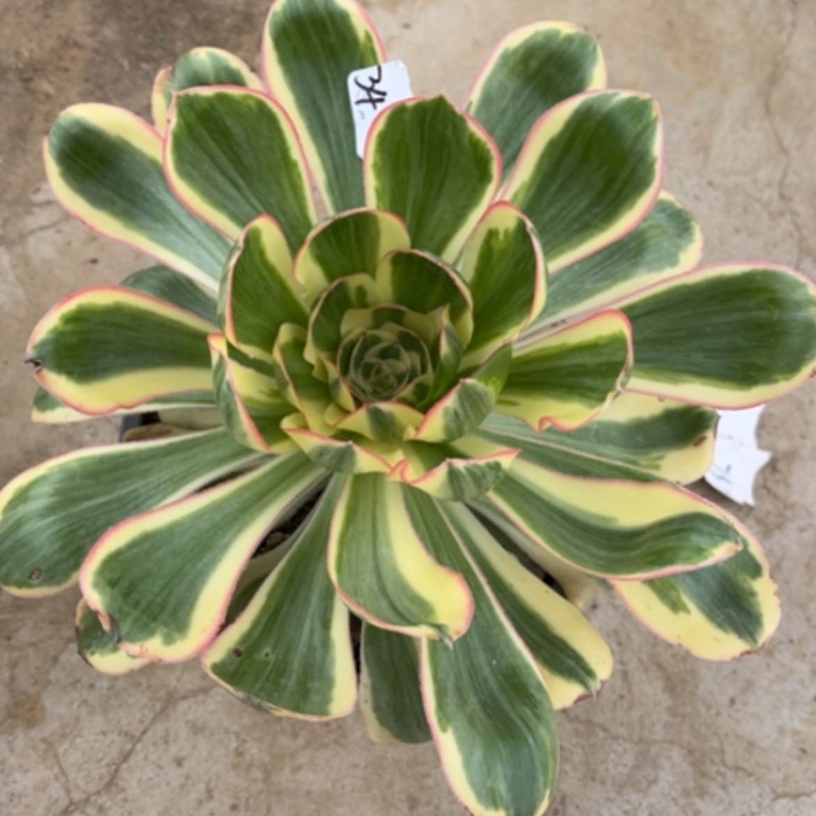 【闪购商品】34艳姿锦多肉法师