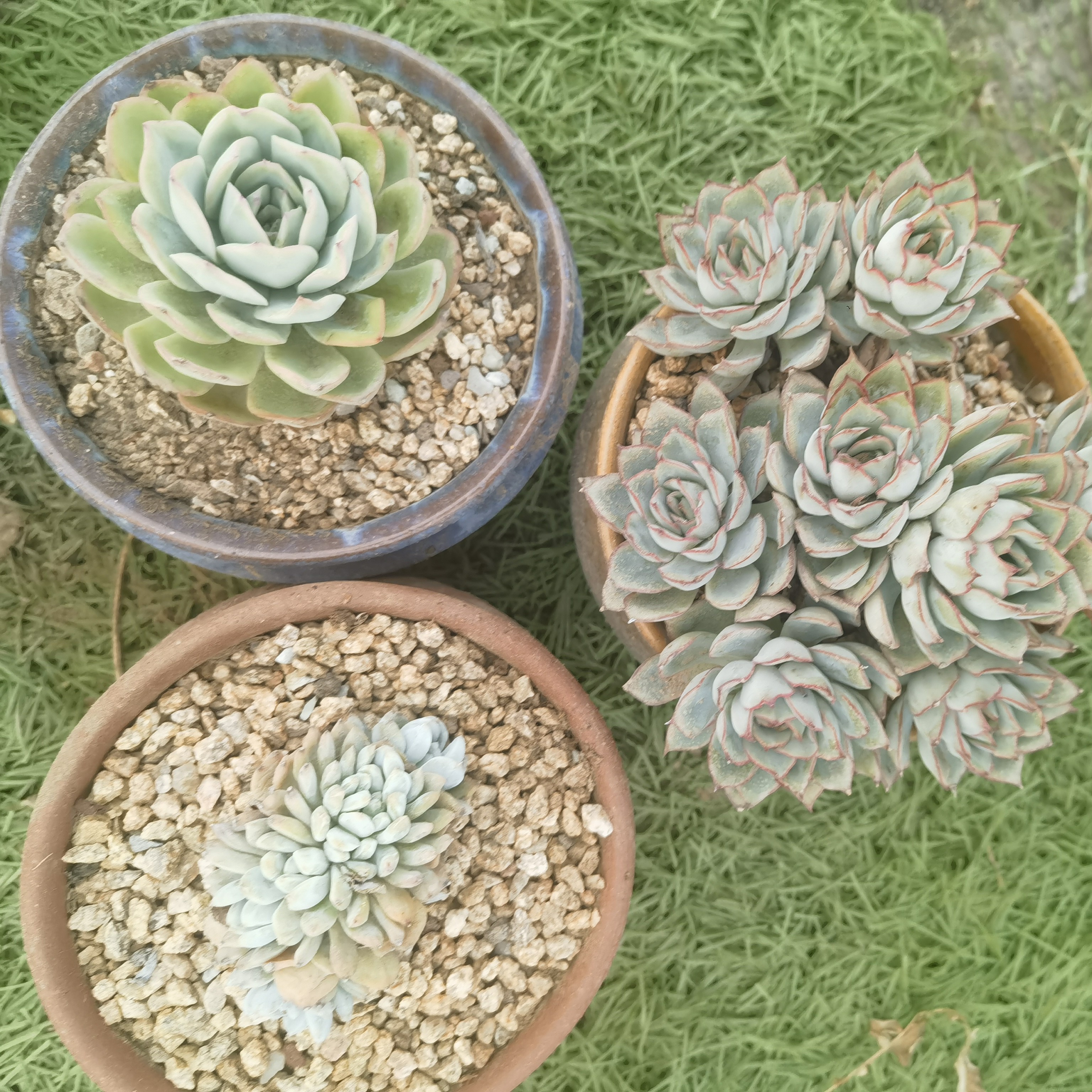 多肉植物组合三颗