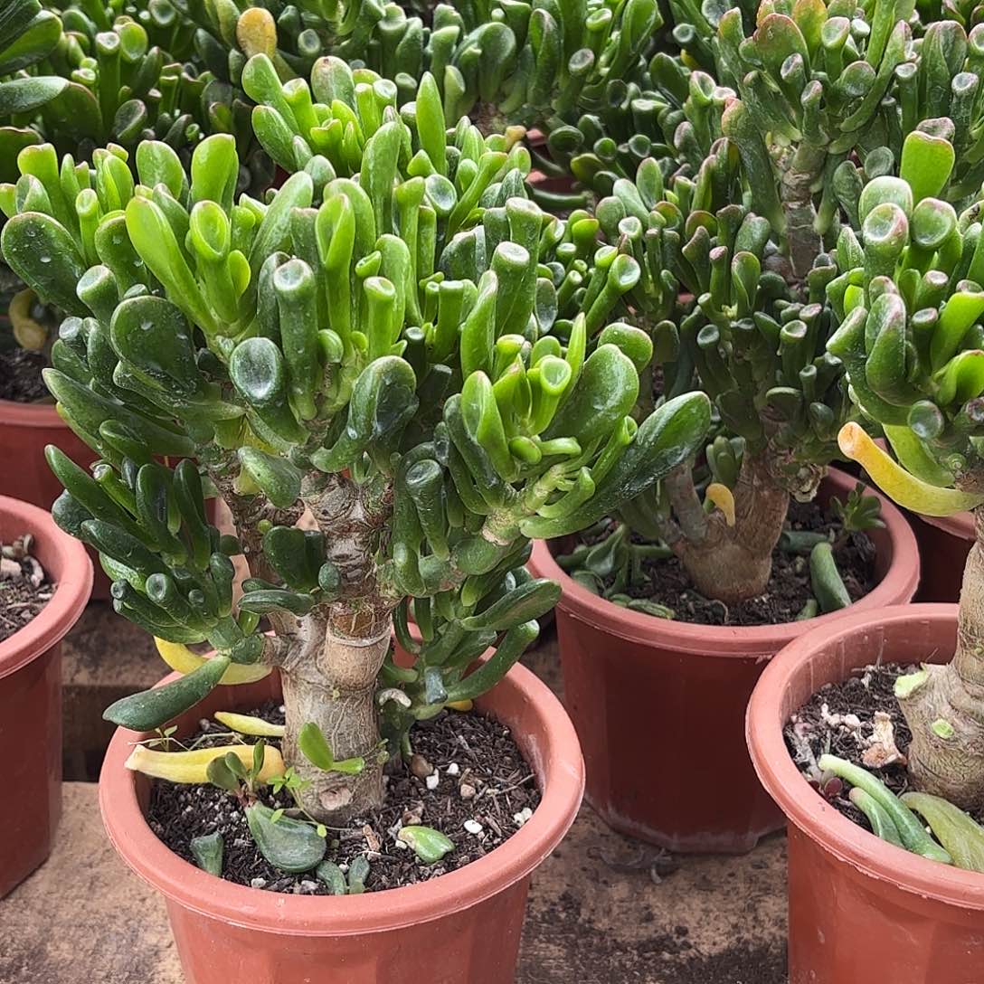 紫***瑰8908马踢吸财树带土球发货