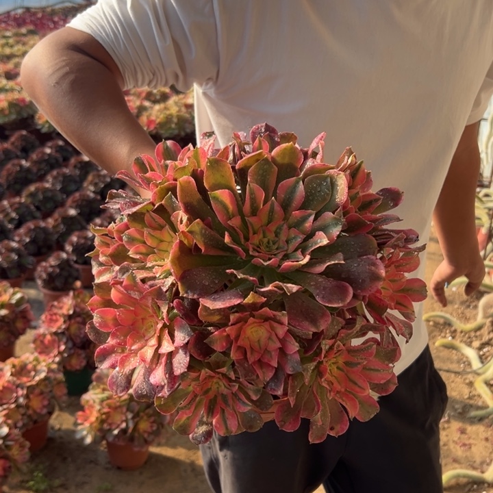 19.9香妃一颗包邮