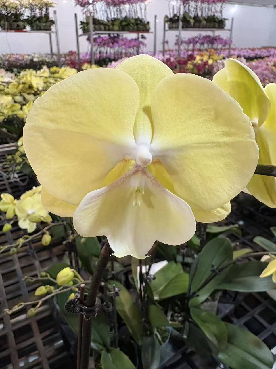 蝴蝶兰【3.0寸星月大舌头】中大花型 高端花卉 奶黄色 客厅美观 