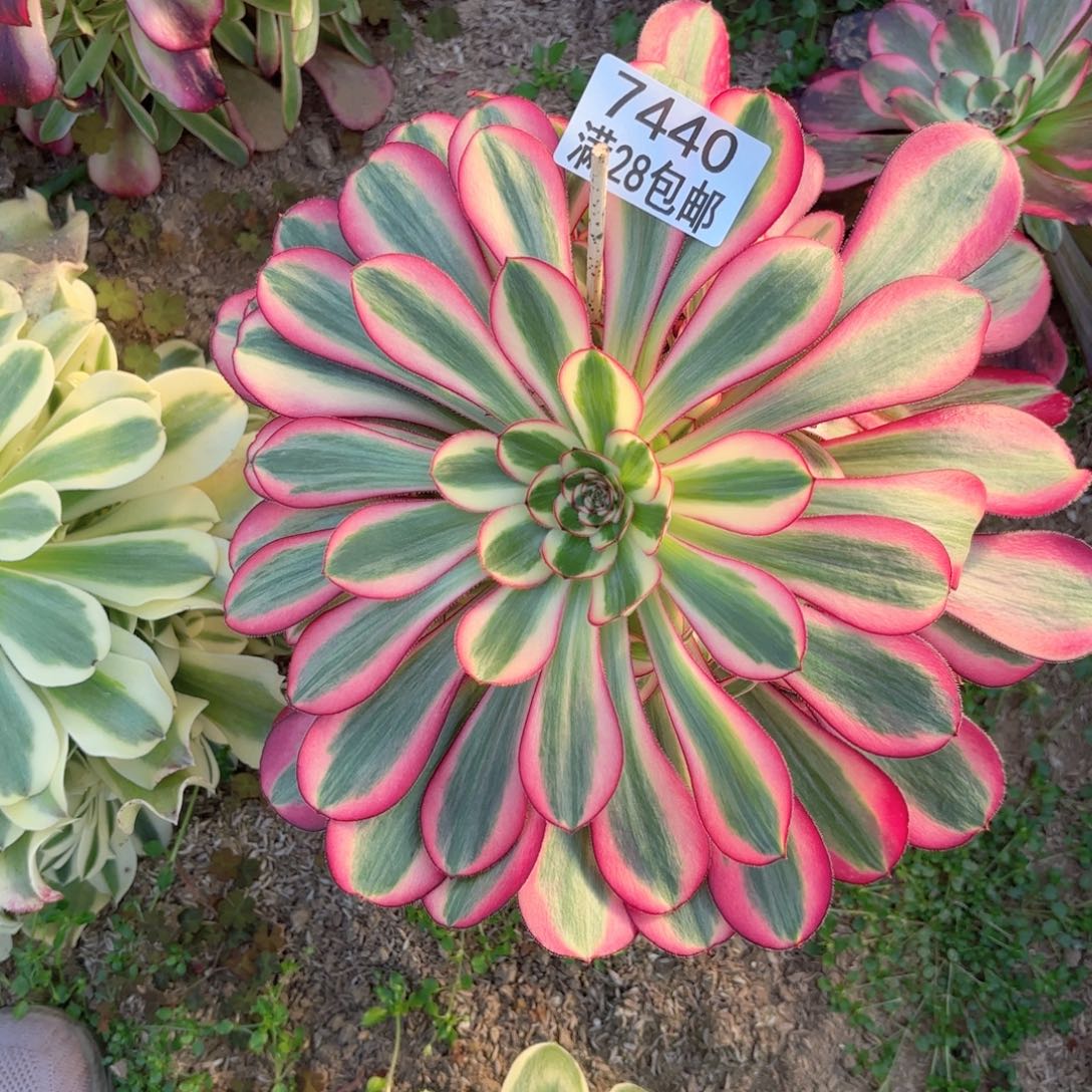 O. 7440香奈儿多肉