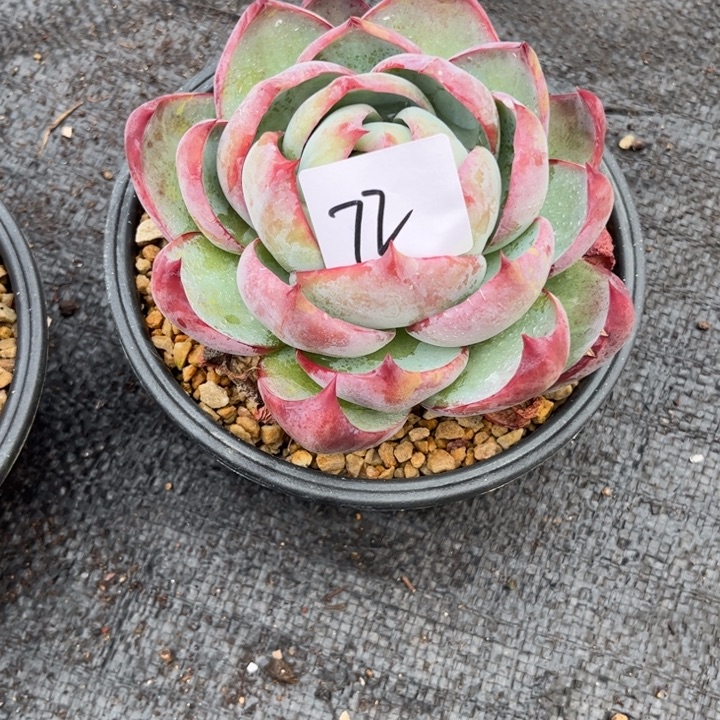 72。                   