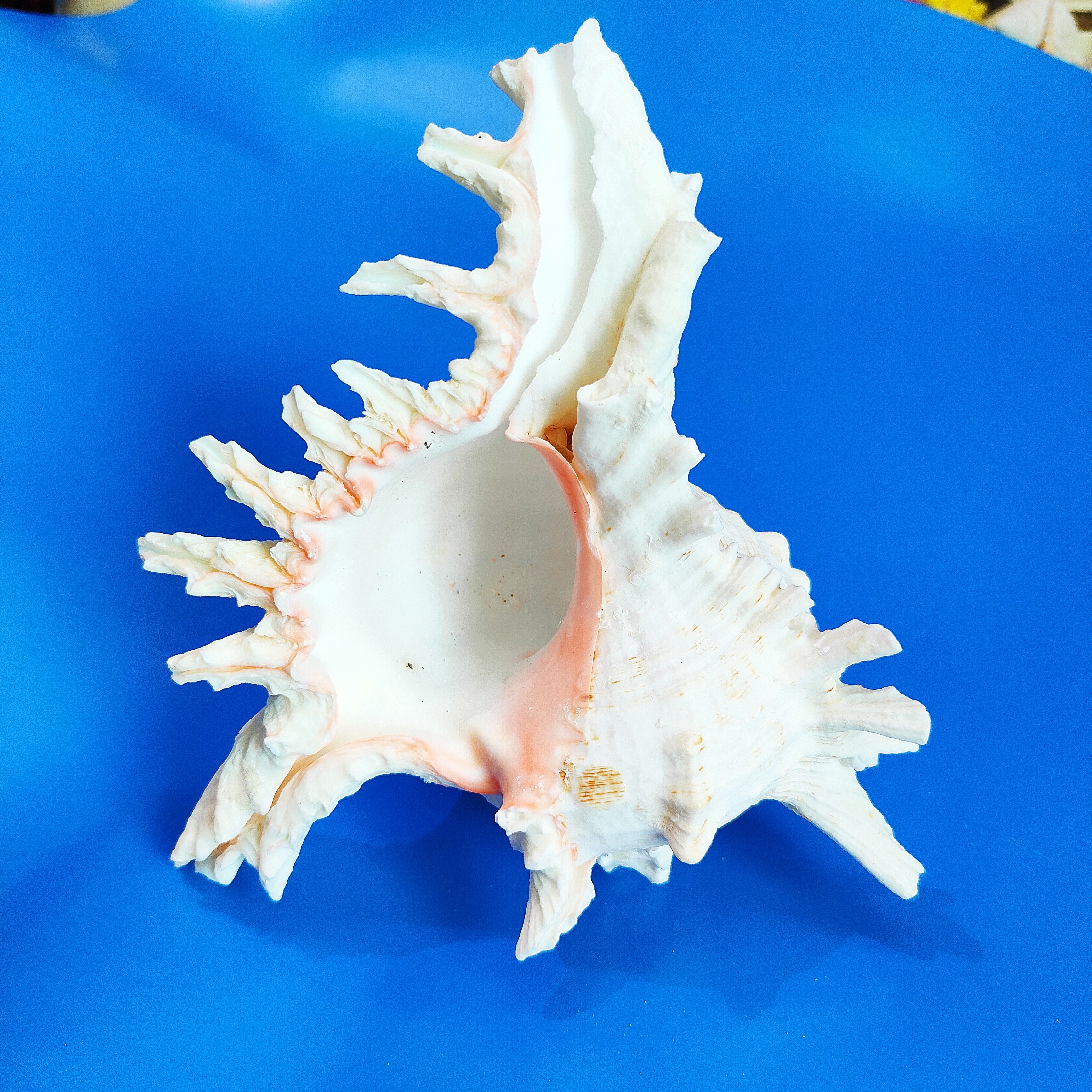 白千手螺天然海螺贝壳鱼缸水族造景家居装饰摆件