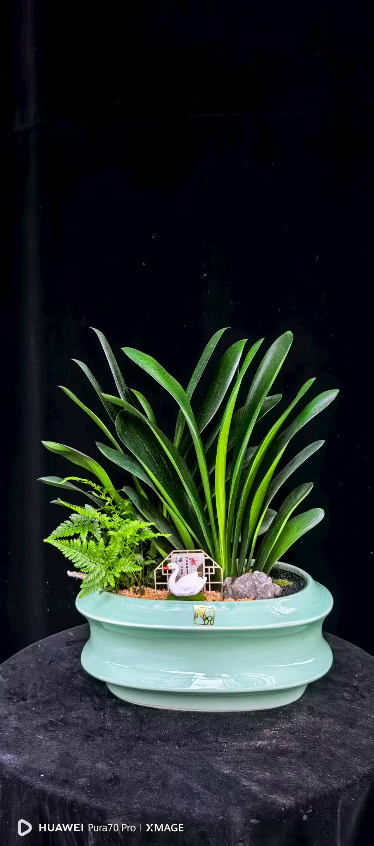 圆叶招财旺宅室内绿植花卉君子兰盆景