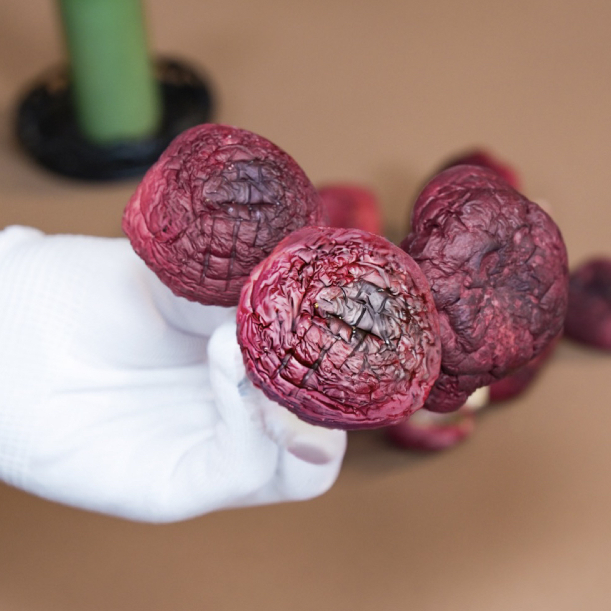 浦北龙升红椎菌红菇500克