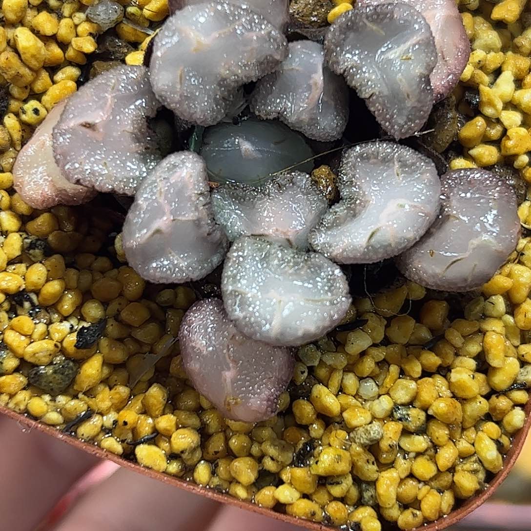 天照万象十二卷多肉植物