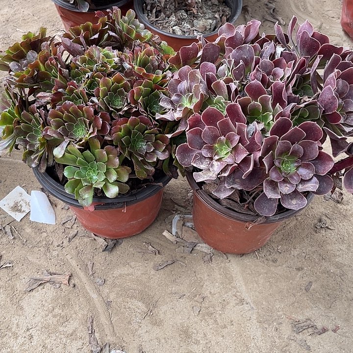 2棵玫瑰玫瑰玫瑰玫瑰