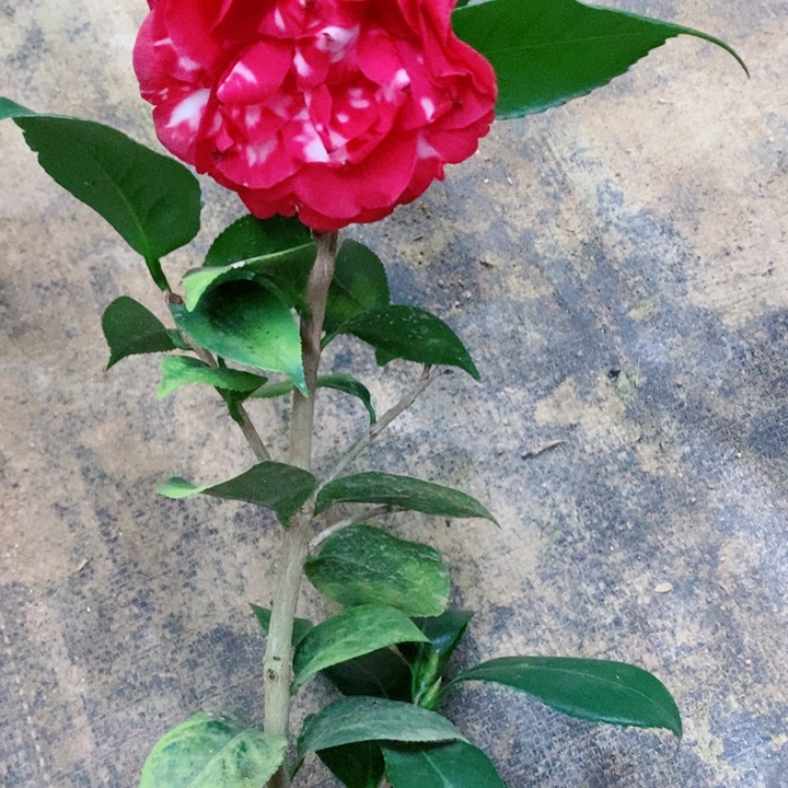 完全开放青贝复色