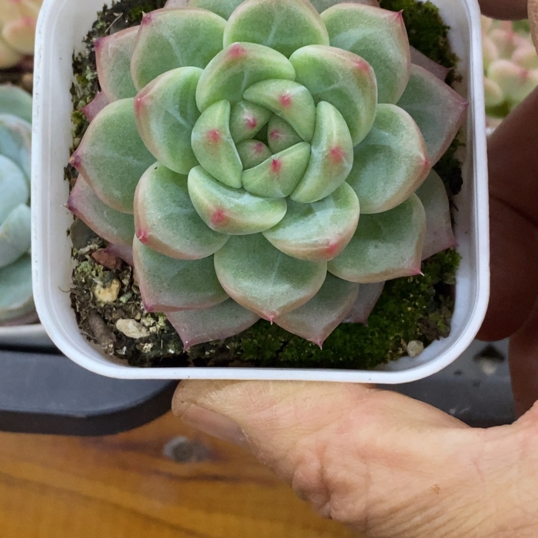 精品多肉一物一拍不包整299