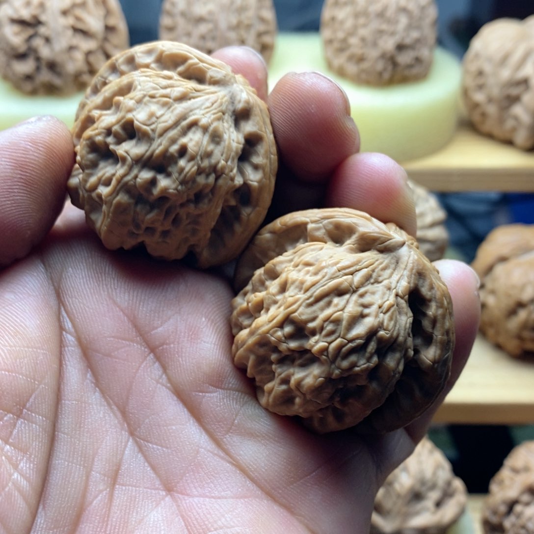 40白狮子全品无修。