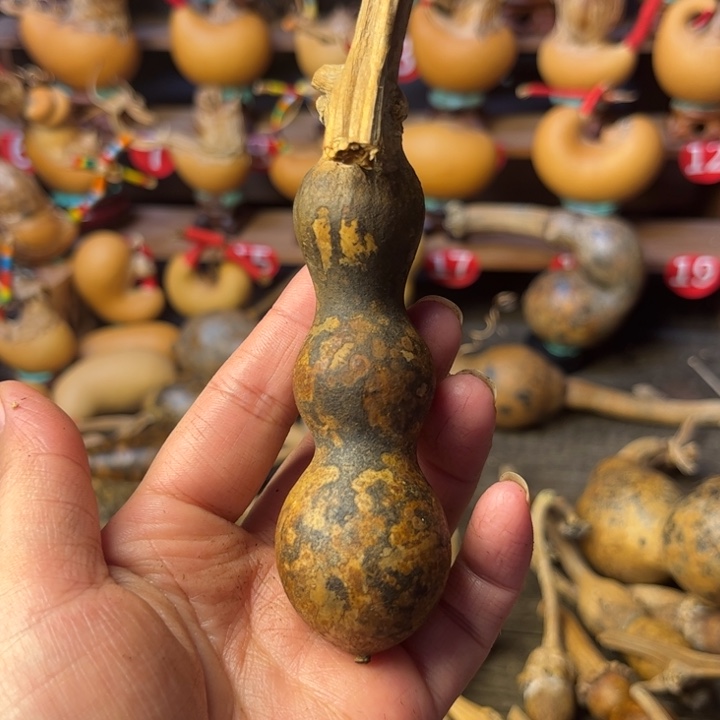 雾***云花皮葫芦天天开心