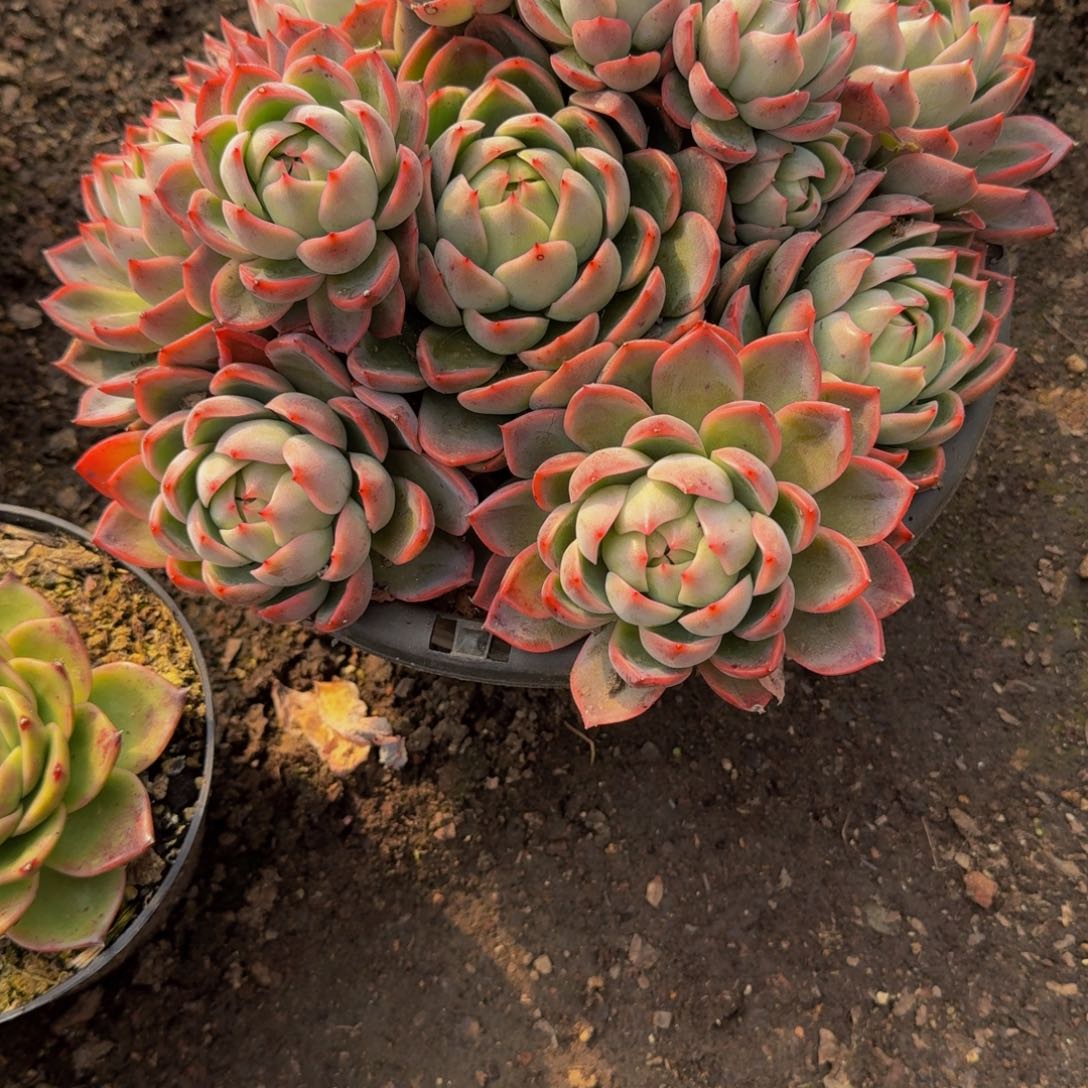 宗***）26-3杂交多肉植物