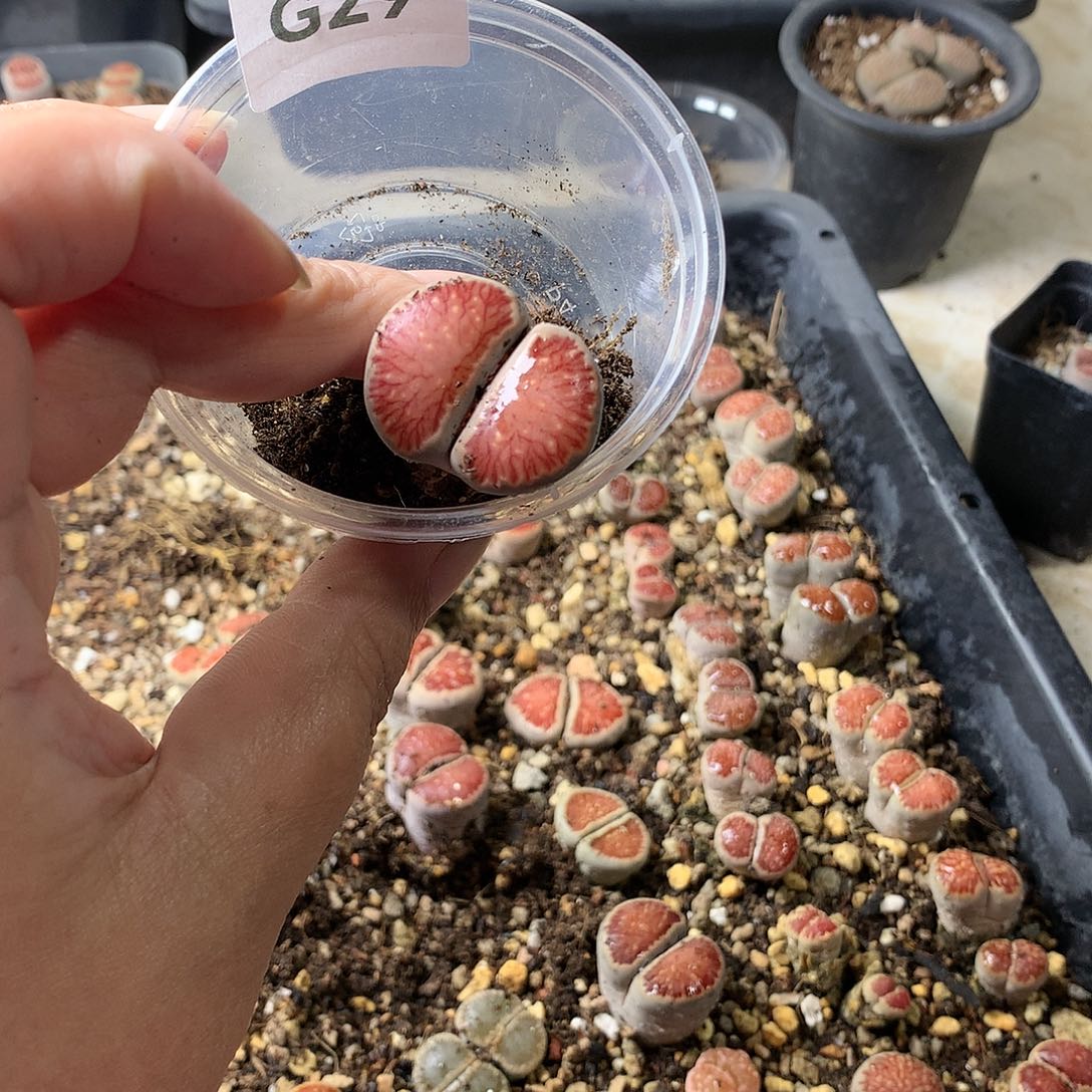 ?G29多肉植物保护
