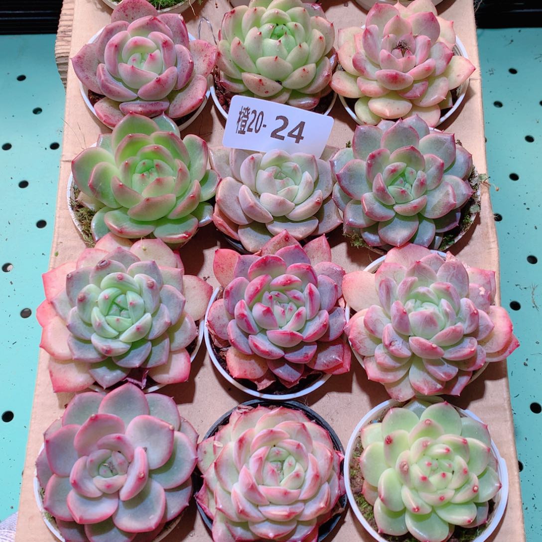 20-24一物一拍多肉带盆18颗