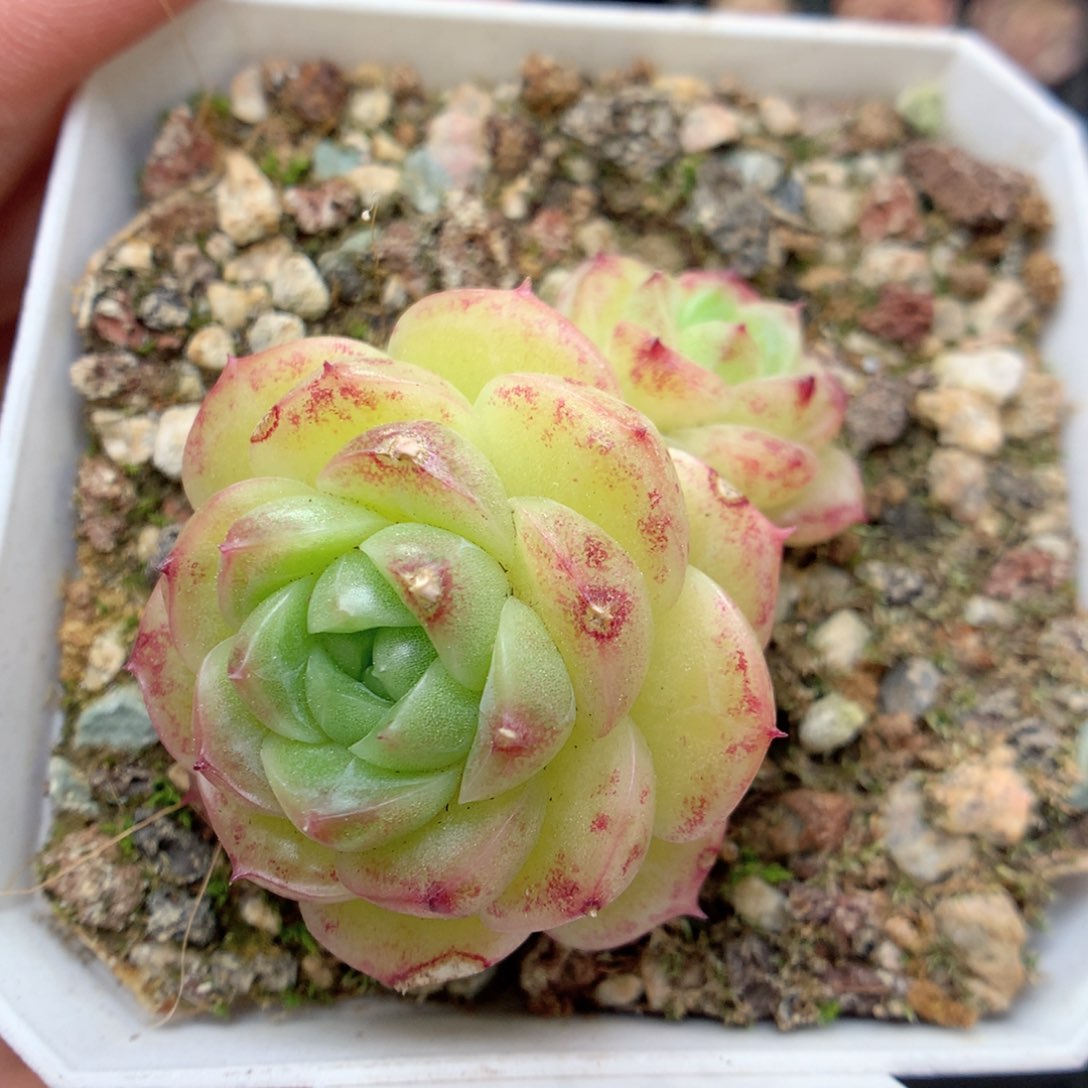 G116 ，柿子多肉20包邮两天凑单