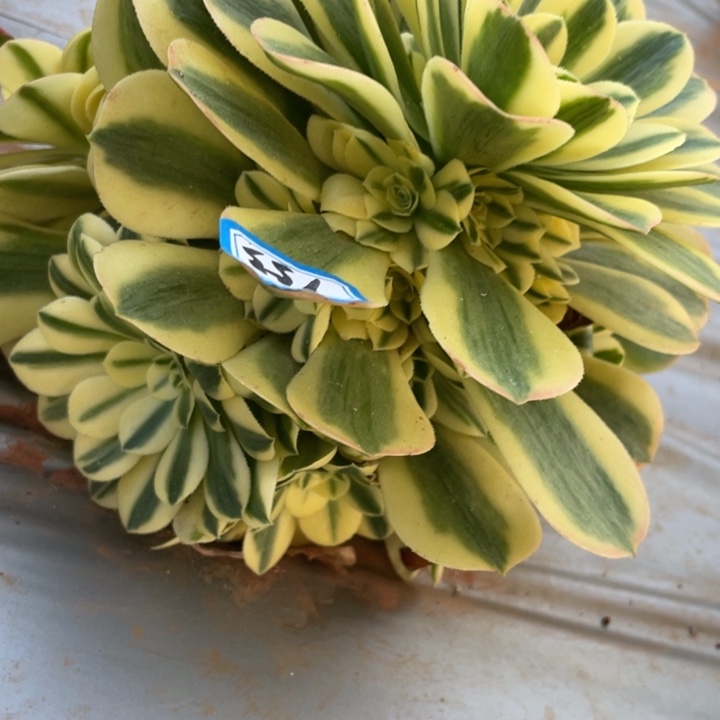 红陶153辛尼亚法师锦锦