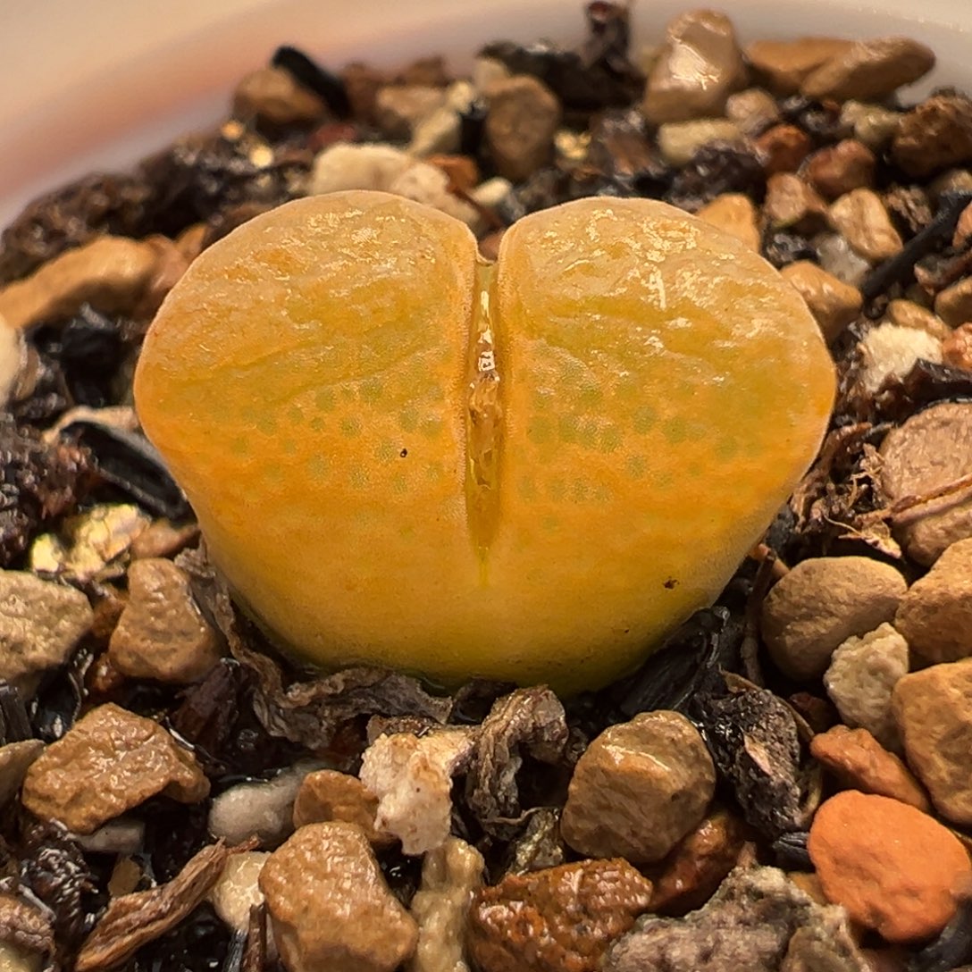 175多肉植物种类多样